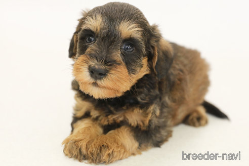 成約済の神奈川県のミックス犬-378608の1枚目